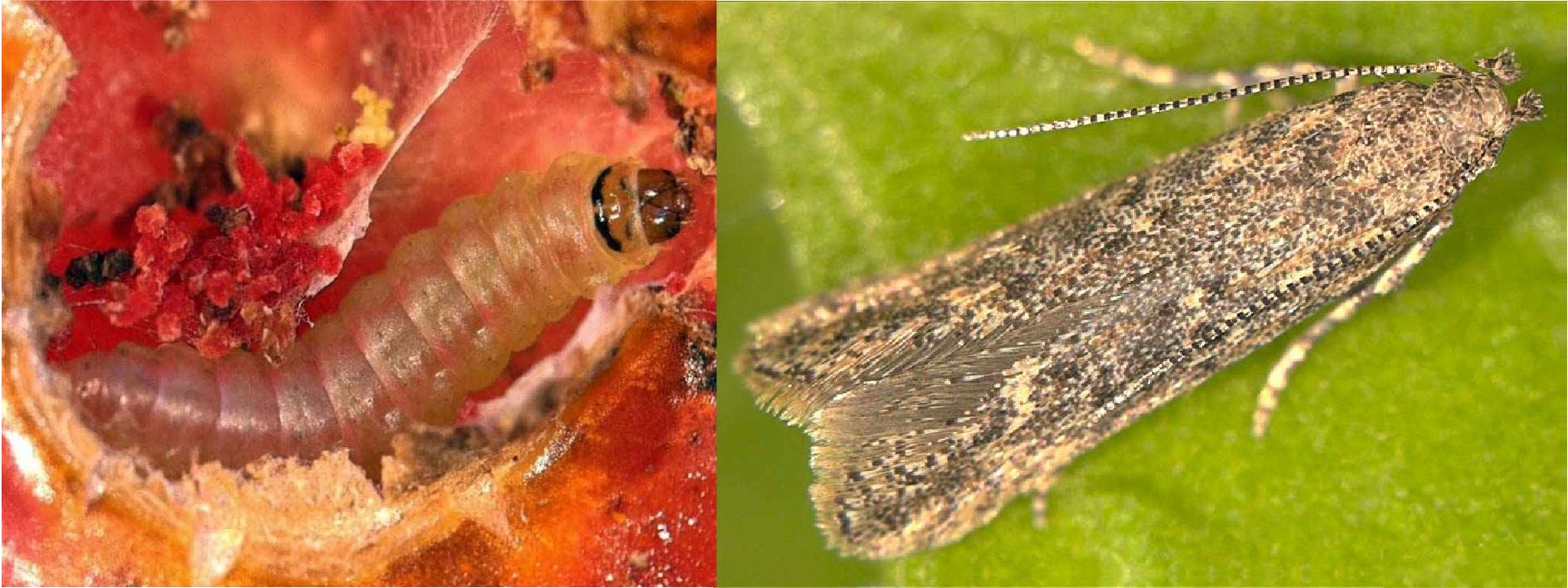 (Sâu non và trưởng thành của sâu đục lá cà chua Nam Mỹ)